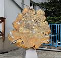 IMG_6874